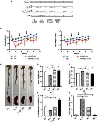 Maggot extracts chemo-prevent inflammation and tumorigenesis accompanied by changes in the intestinal microbiome and metabolome in AOM/DSS-induced mice